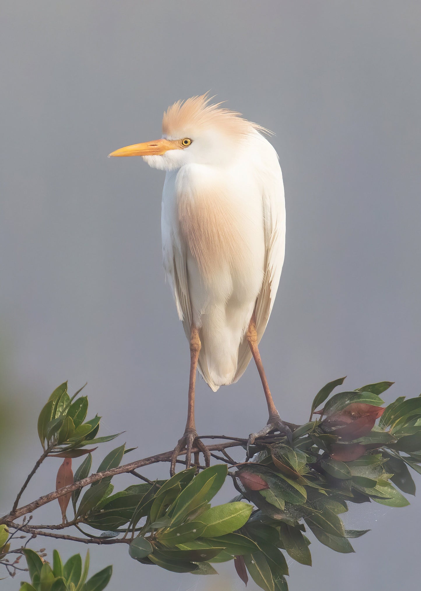 VERTICAL Egret print, Cattle Egret photo, Florida art, white bird wall art, wildlife art, large canvas, framed bird lover gift, 5x7 to 16x24