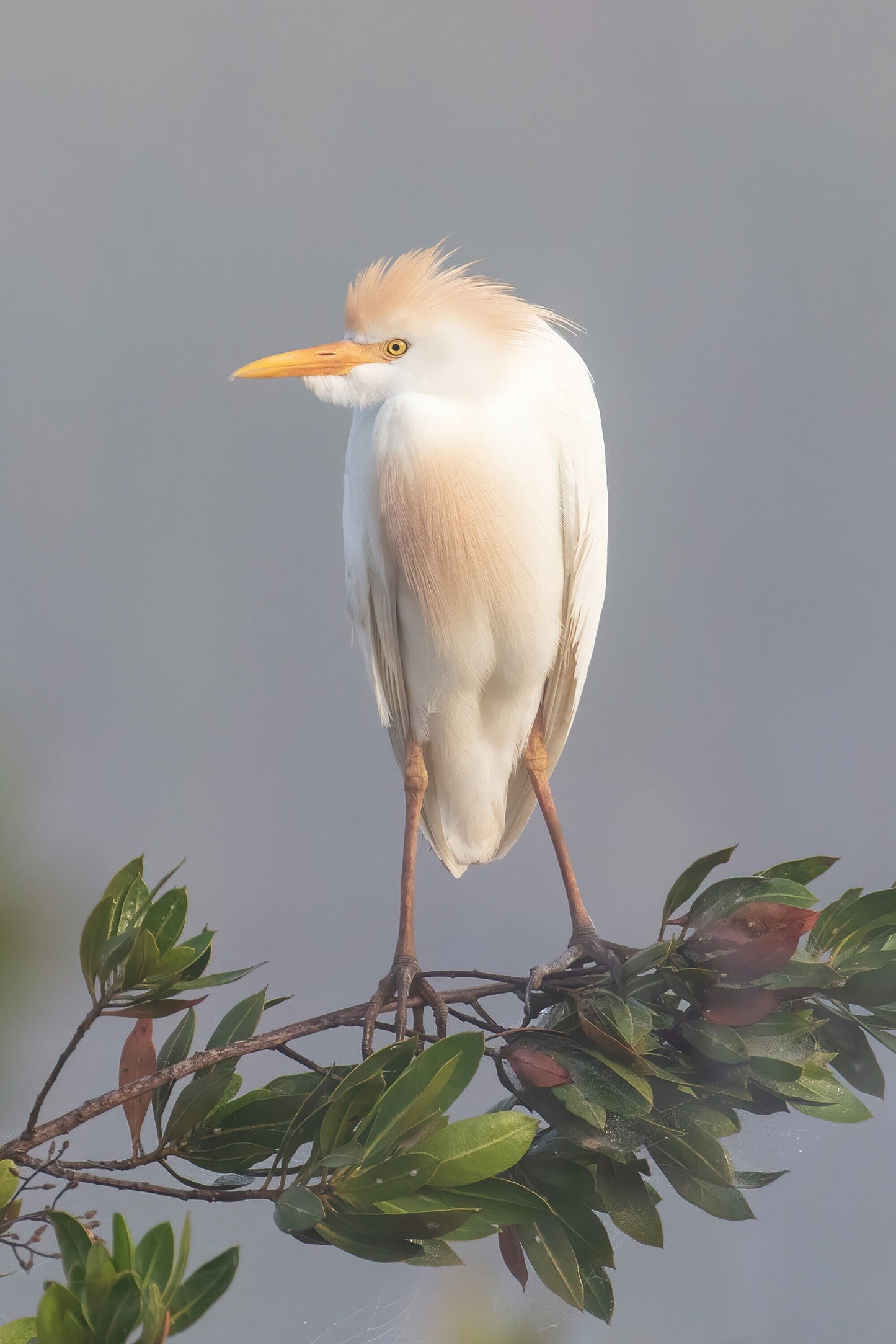 VERTICAL Egret print, Cattle Egret photo, Florida art, white bird wall art, wildlife art, large canvas, framed bird lover gift, 5x7 to 16x24