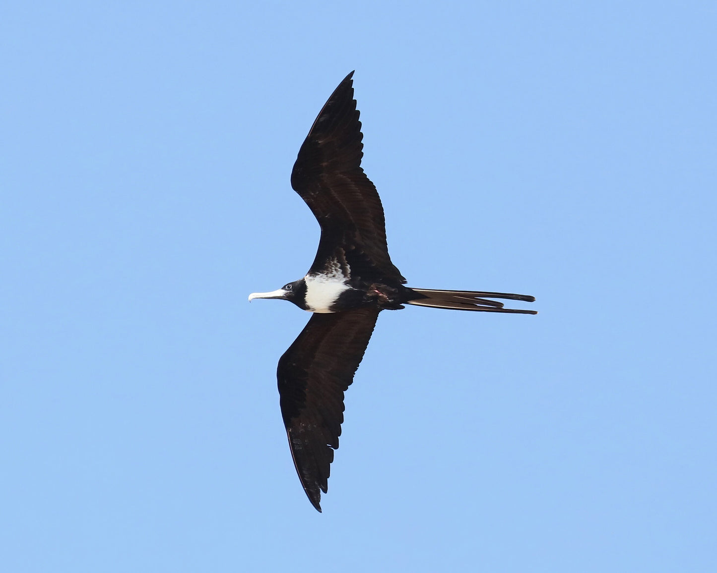 Magnificent Frigatebird print, Florida wildlife art, bird wall art, female frigate bird in flight photo, Florida nature gift, 5x7 to 16x24"