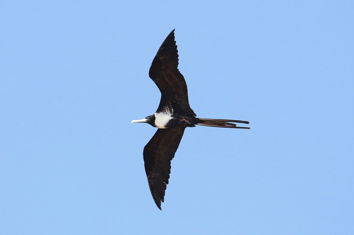 Magnificent Frigatebird print, Florida wildlife art, bird wall art, female frigate bird in flight photo, Florida nature gift, 5x7 to 16x24"