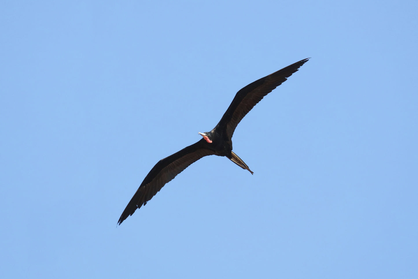 Male Magnificent Frigatebird print, Florida wall art, bird art, frigate bird in flight, Florida gift, framed bird lover gift, 5x7 to 20x30"