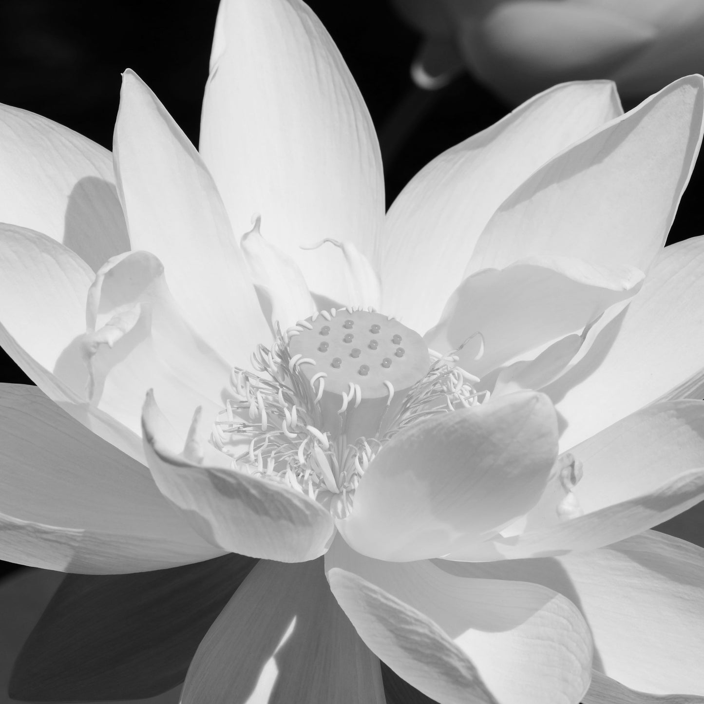 Lotus print, Giant Lotus flower photo, black and white photography, B&W wall art, floral decor, paper or canvas picture, 5x7 8x10 to 40x60"