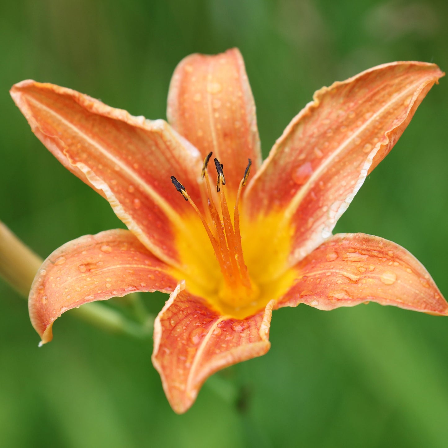 Orange Daylily print, day lily photo, flower photography, B&W art, black and white art, canvas picture, floral wall decor, 5x7 to 40x60"