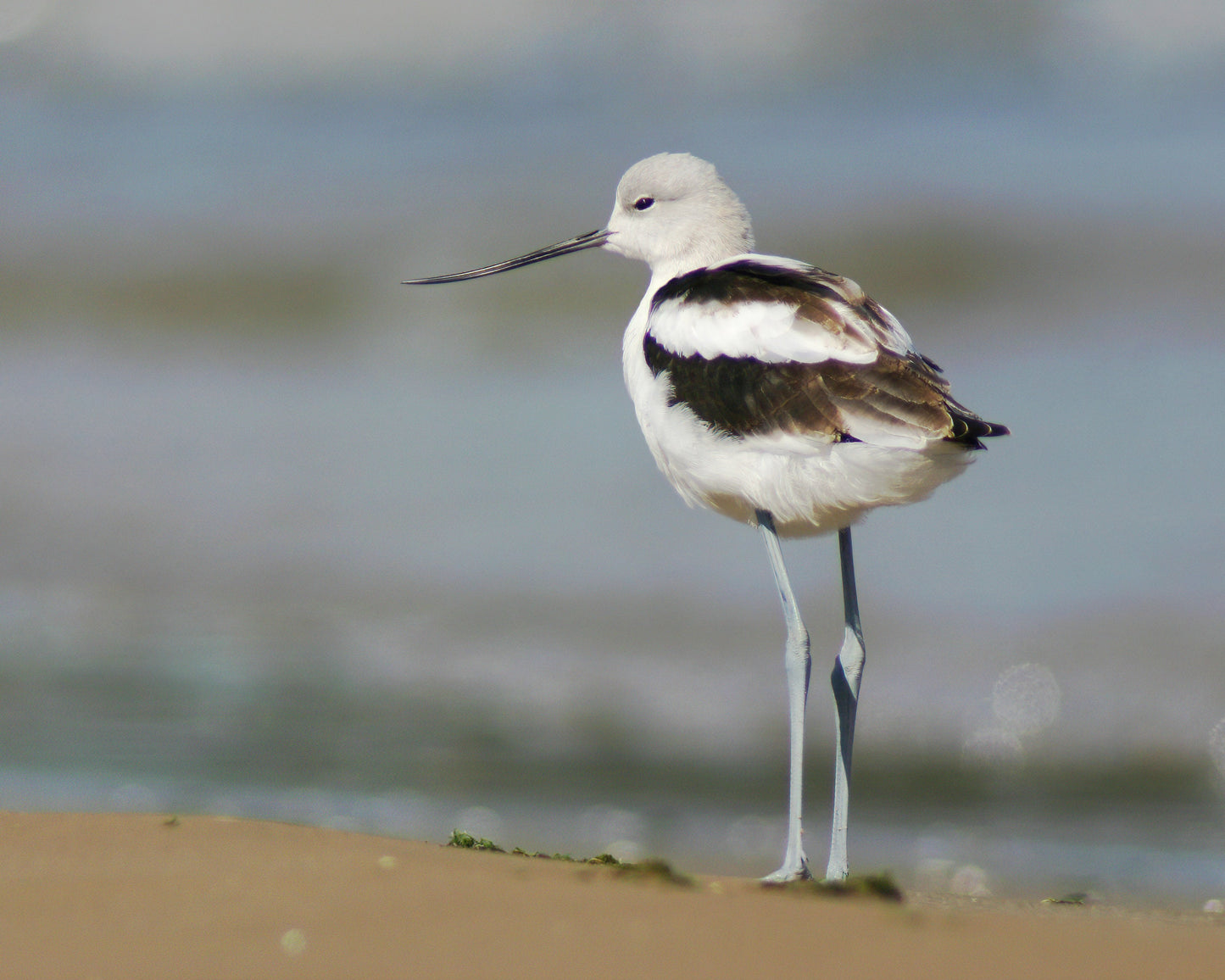 American Avocet print, shorebird photo, unique bird wall art, wildlife print, lake house decor, framed bird art, bird canvas, 5x7 to 16x24"