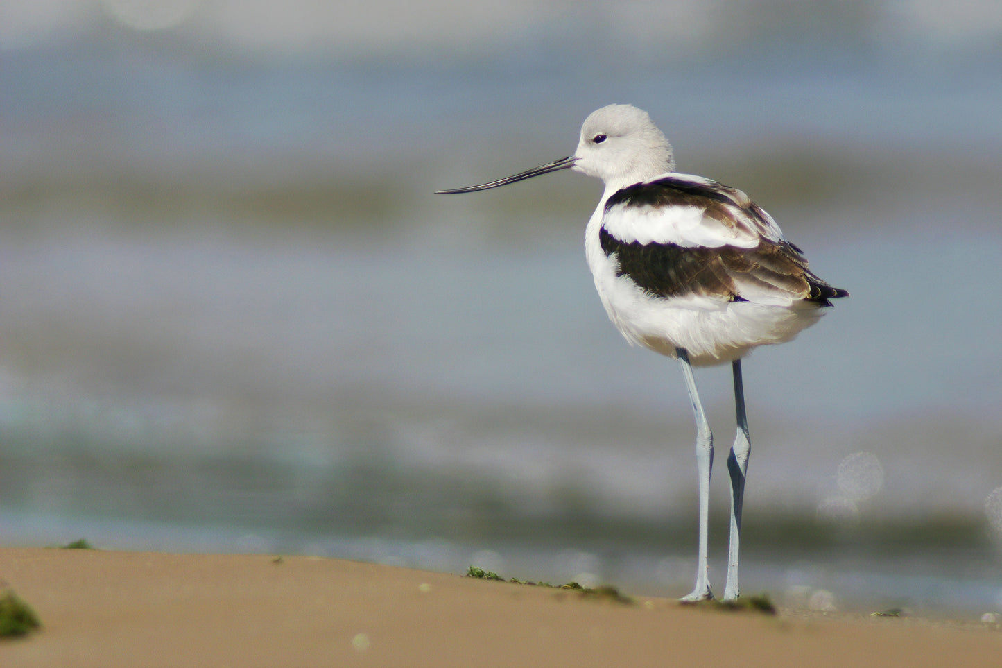 American Avocet print, shorebird photo, unique bird wall art, wildlife print, lake house decor, framed bird art, bird canvas, 5x7 to 16x24"