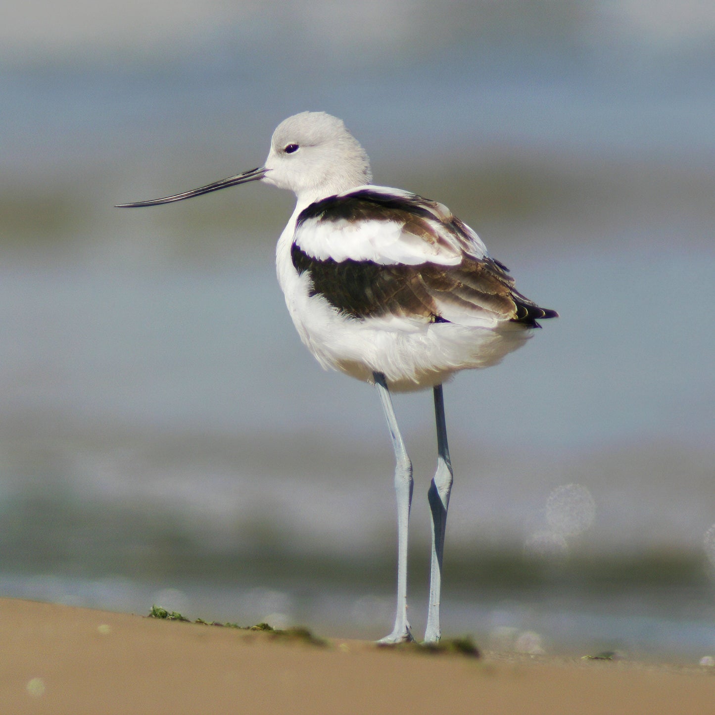 American Avocet print, shorebird photo, unique bird wall art, wildlife print, lake house decor, framed bird art, bird canvas, 5x7 to 16x24"