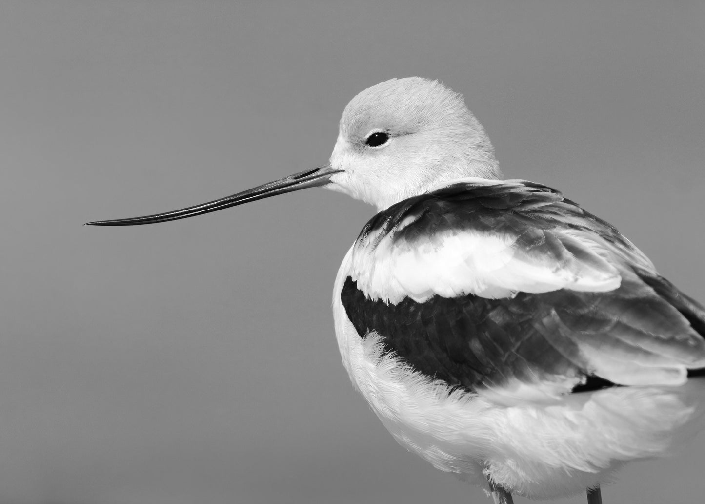 American Avocet print, black and white bird art, shorebird photo, lake house decor, bird art, framed bird art, bird on canvas, 5x7 to 16x24"