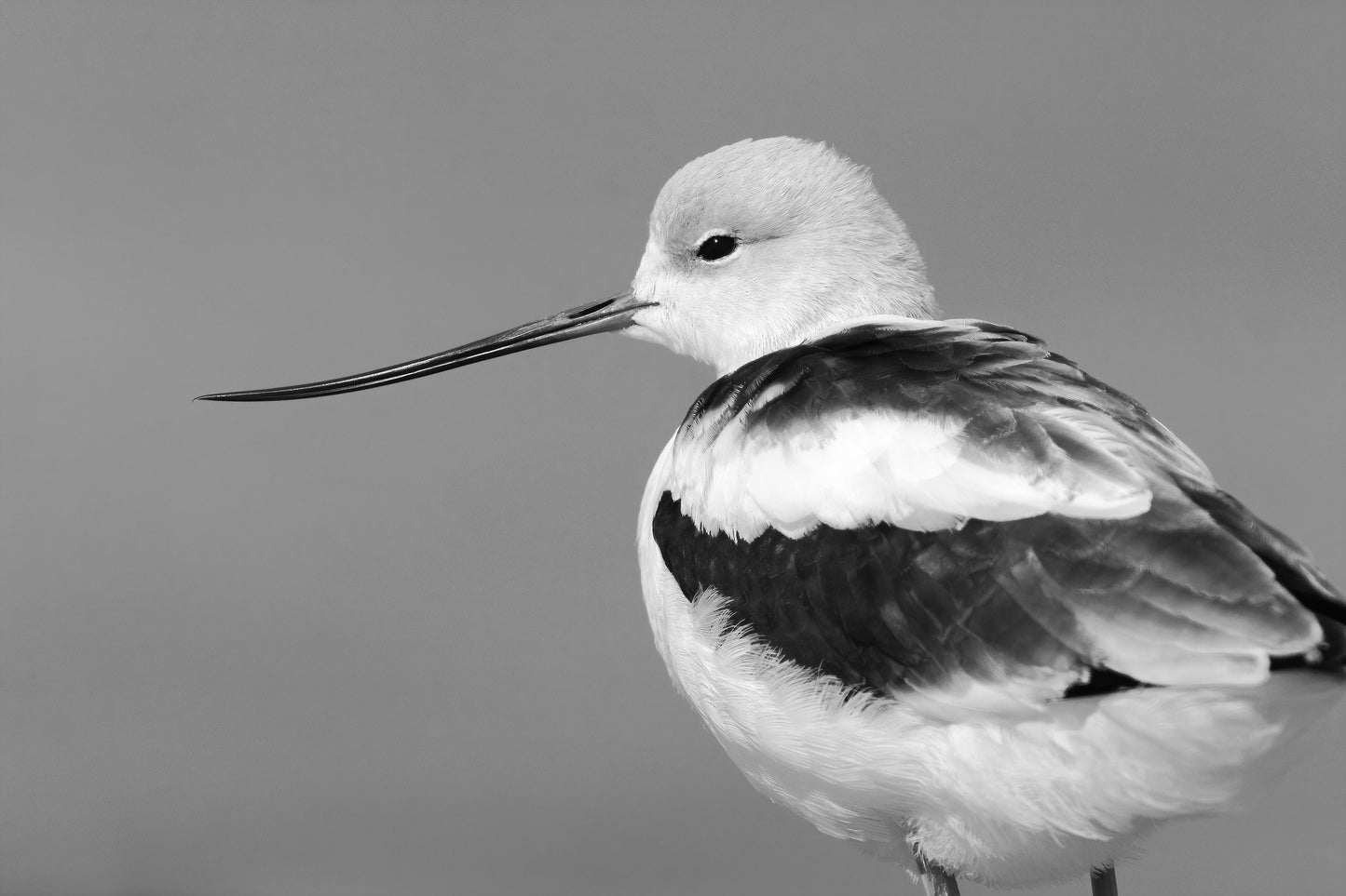 American Avocet print, black and white bird art, shorebird photo, lake house decor, bird art, framed bird art, bird on canvas, 5x7 to 16x24"