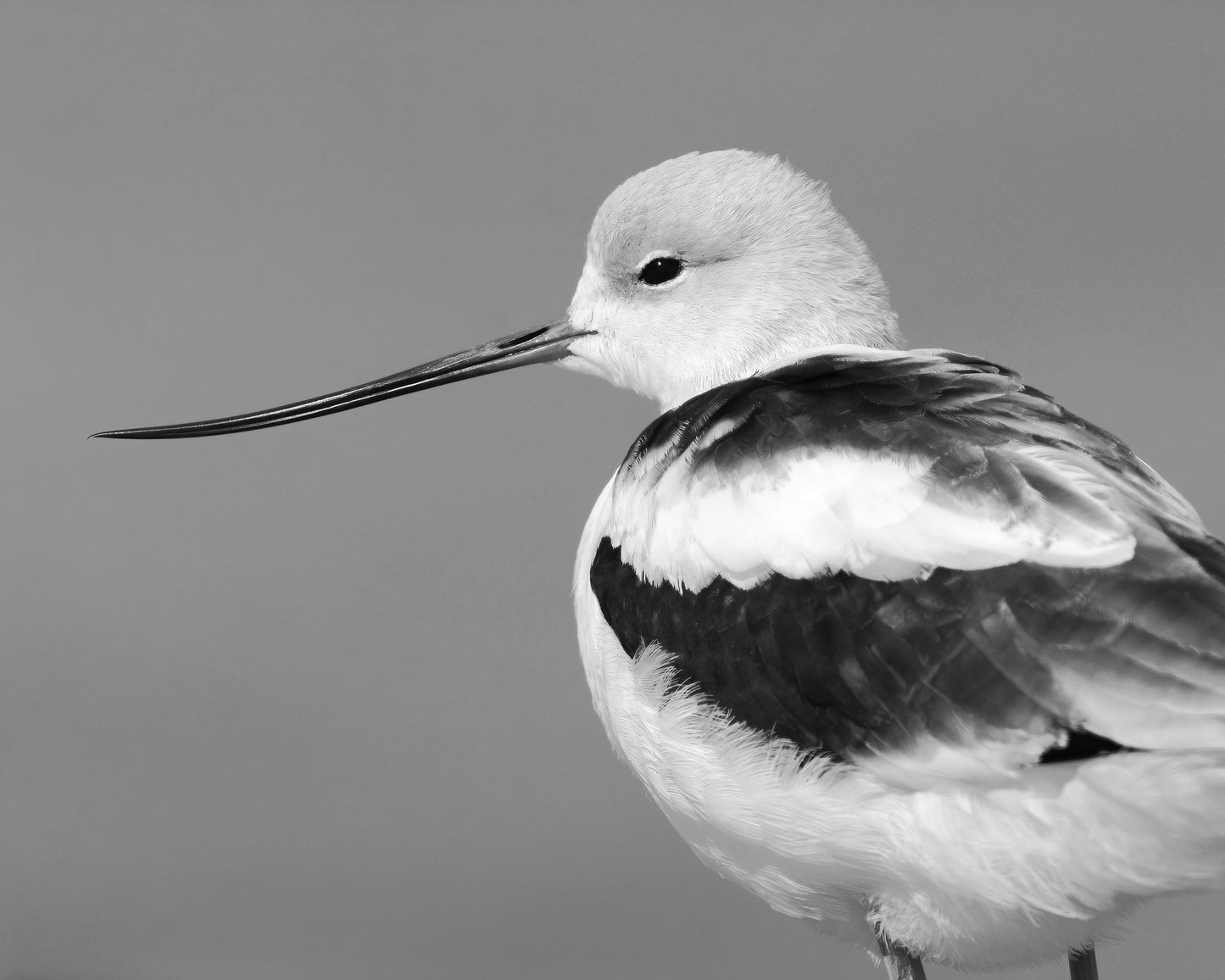 American Avocet print, black and white bird art, shorebird photo, lake house decor, bird art, framed bird art, bird on canvas, 5x7 to 16x24"