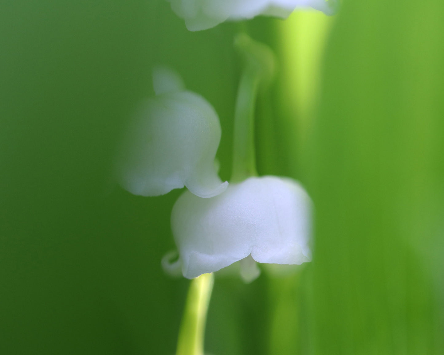 Lily of the Valley art, floral wall art, lily of the valley print, above bed wall art, over the couch decor, flower on canvas, 5x7 to 32x48"