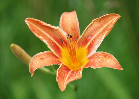 Orange Daylily print, day lily photo, flower photography, B&W art, black and white art, canvas picture, floral wall decor, 5x7 to 40x60"