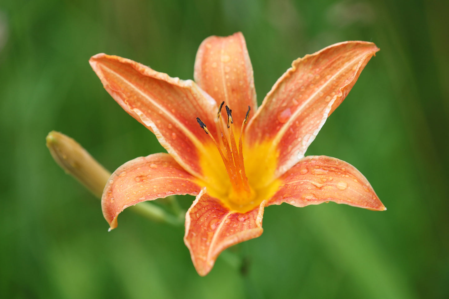 Orange Daylily print, day lily photo, flower photography, B&W art, black and white art, canvas picture, floral wall decor, 5x7 to 40x60"