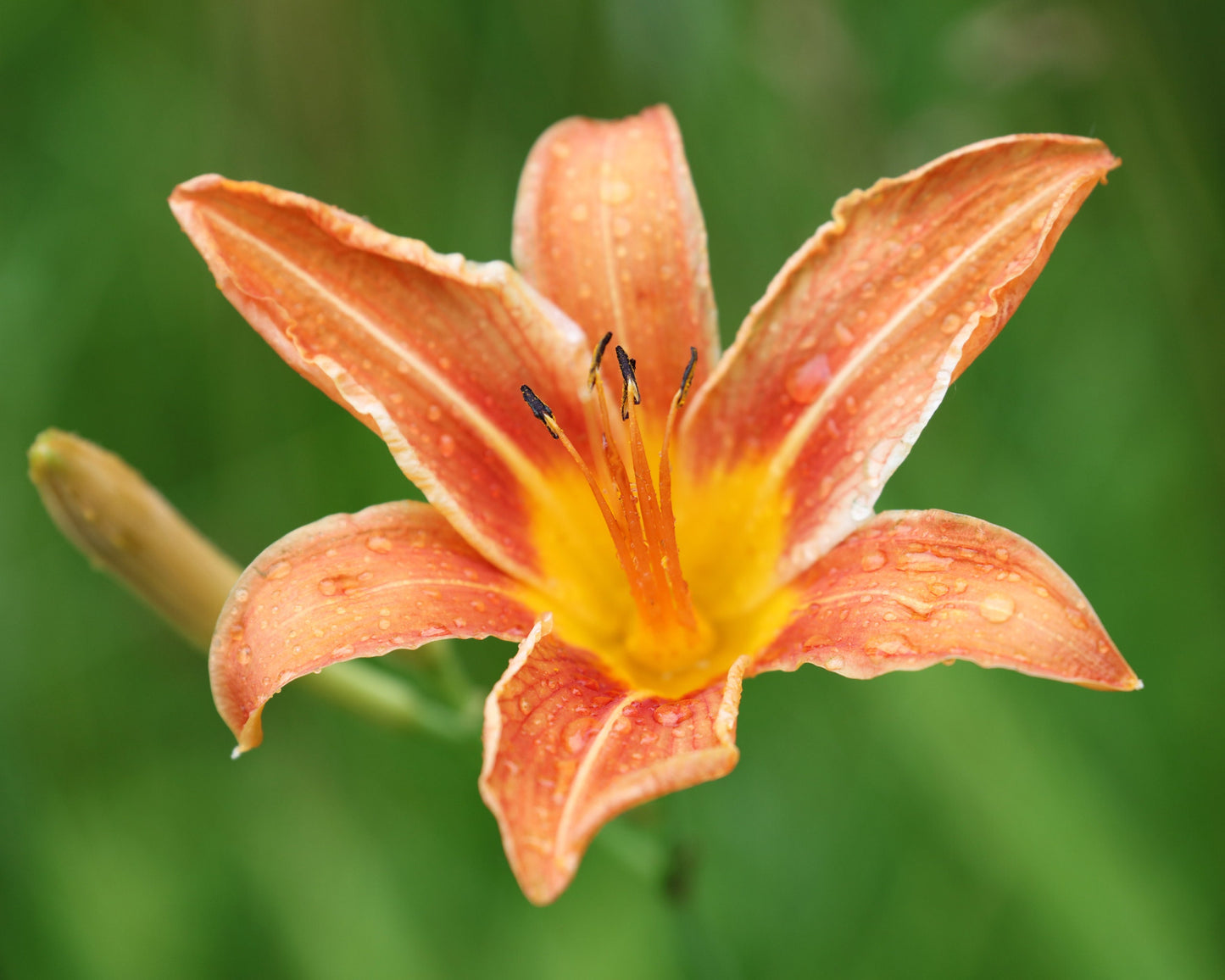 Orange Daylily print, day lily photo, flower photography, B&W art, black and white art, canvas picture, floral wall decor, 5x7 to 40x60"