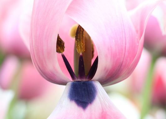 Pink Tulip photo print, blush pink wall art, floral decor, spring flower photography, paper/ canvas picture, photo gift 5x7 to 32x48"