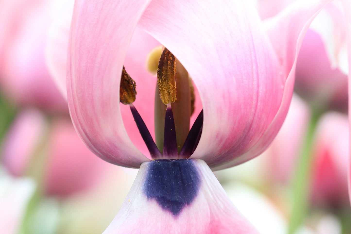 Pink Tulip photo print, blush pink wall art, floral decor, spring flower photography, paper/ canvas picture, photo gift 5x7 to 32x48"