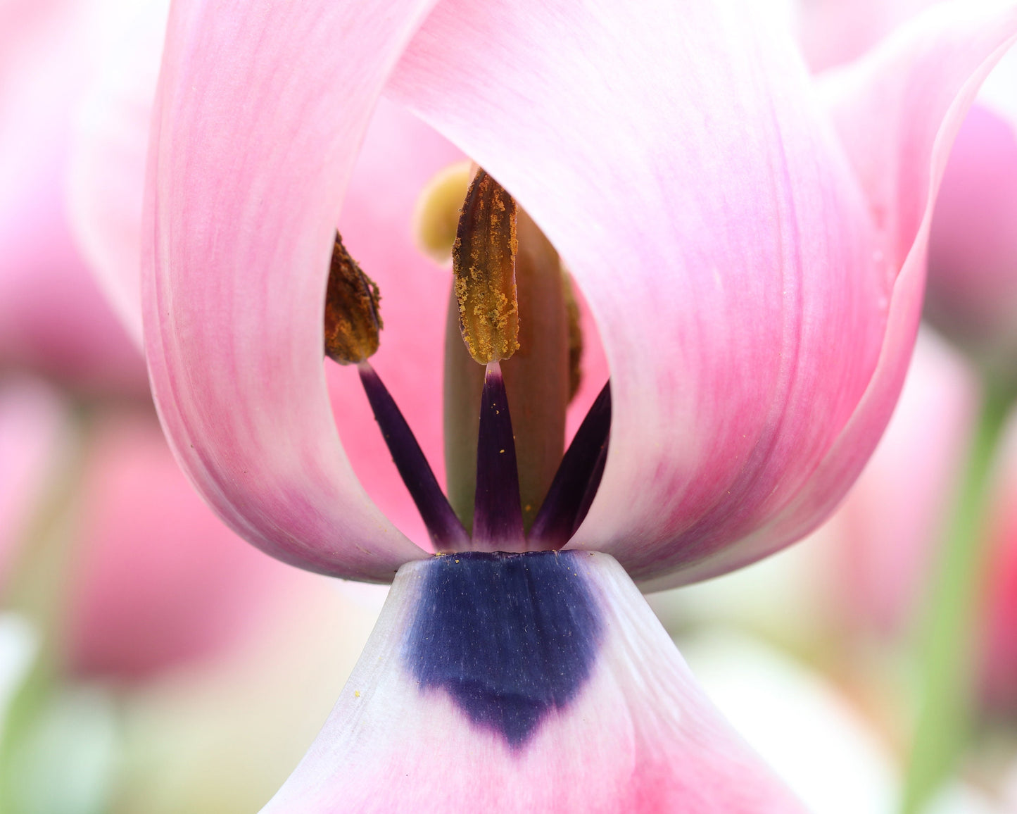 Pink Tulip photo print, blush pink wall art, floral decor, spring flower photography, paper/ canvas picture, photo gift 5x7 to 32x48"