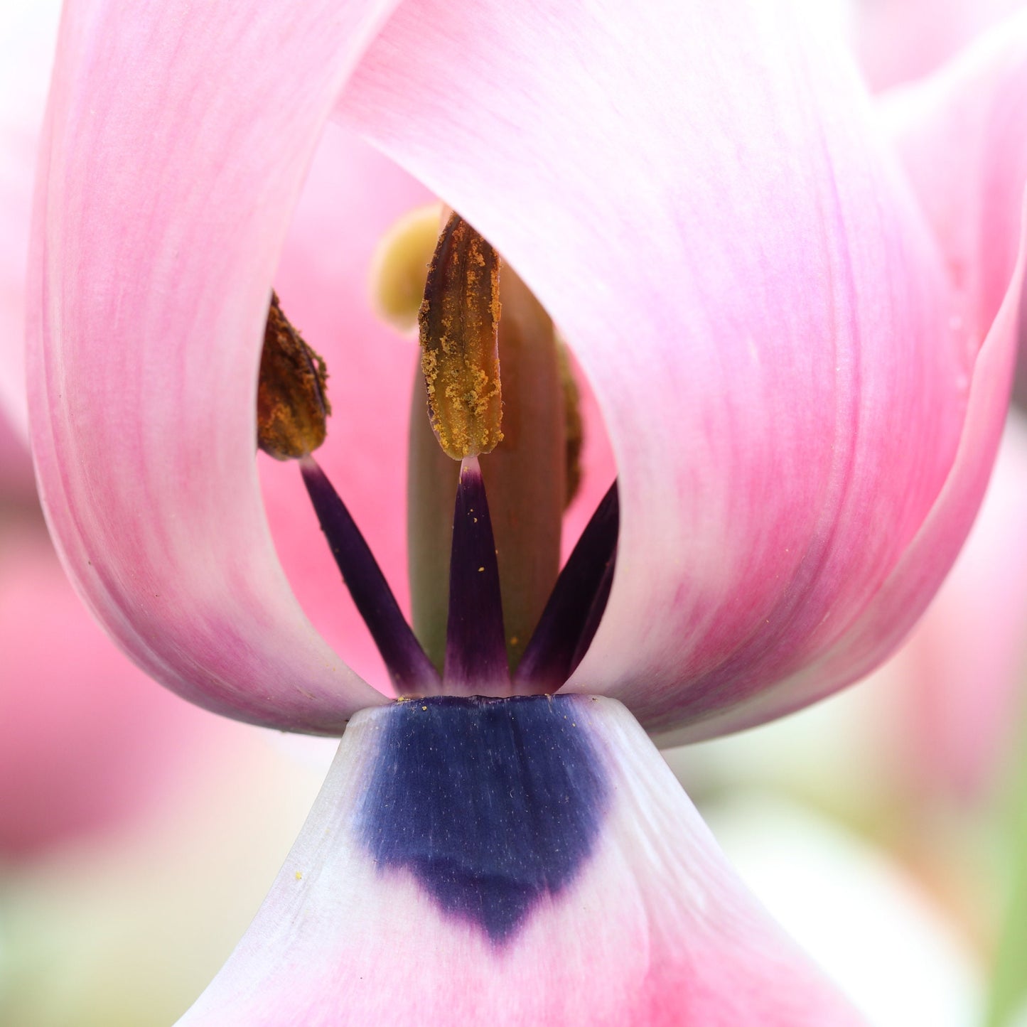 Pink Tulip photo print, blush pink wall art, floral decor, spring flower photography, paper/ canvas picture, photo gift 5x7 to 32x48"