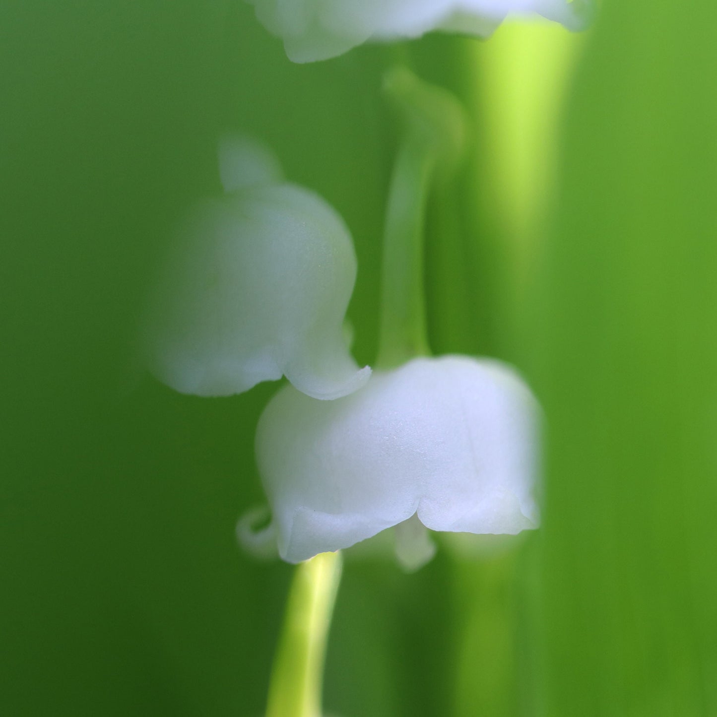 Lily of the Valley art, floral wall art, lily of the valley print, above bed wall art, over the couch decor, flower on canvas, 5x7 to 32x48"