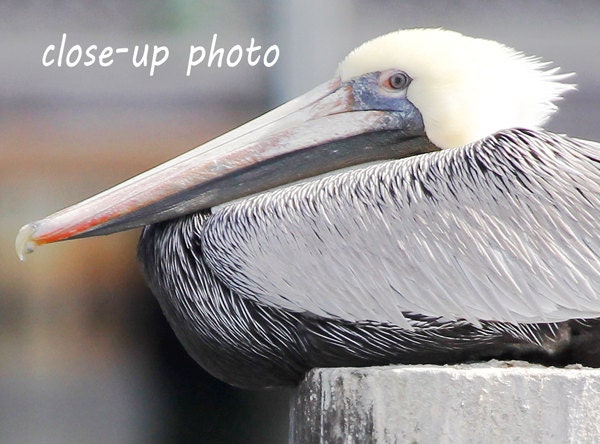 Pelican photo print, nature photography, black and white art, Brown Pelican picture, Florida home decor, 8x10 12x12 16x20 20x30 large canvas