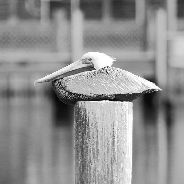 Pelican photo print, nature photography, black and white art, Brown Pelican picture, Florida home decor, 8x10 12x12 16x20 20x30 large canvas