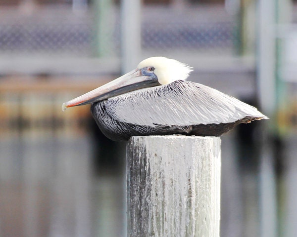 Pelican photo print, nature photography, black and white art, Brown Pelican picture, Florida home decor, 8x10 12x12 16x20 20x30 large canvas