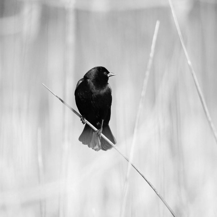 Red-winged Blackbird photo, bird picture, black and white art print, nature photography, large home wall decor 5x7 8x10 11x14 16x24