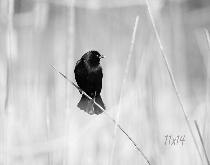 Red-winged Blackbird photo, bird picture, black and white art print, nature photography, large home wall decor 5x7 8x10 11x14 16x24