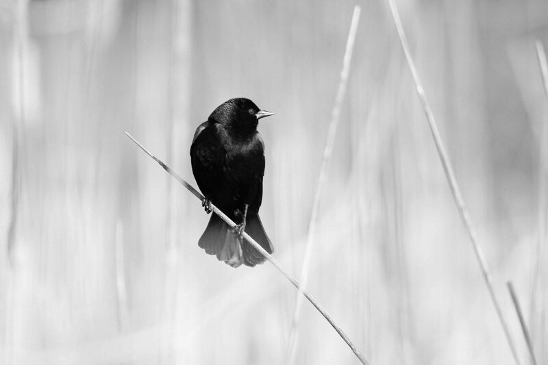 Red-winged Blackbird photo, bird picture, black and white art print, nature photography, large home wall decor 5x7 8x10 11x14 16x24