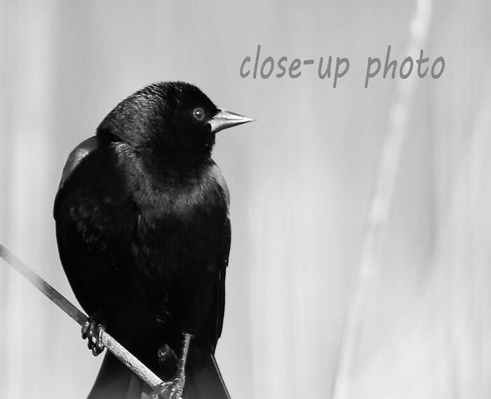 Red-winged Blackbird photo, bird picture, black and white art print, nature photography, large home wall decor 5x7 8x10 11x14 16x24