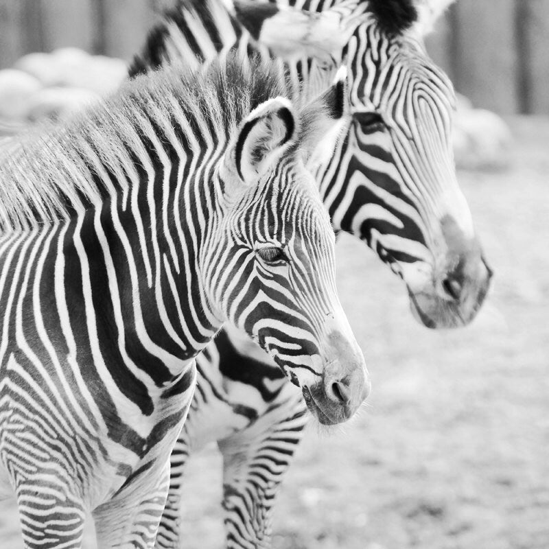 Zebras art photo print, nursery art wall decor, paper or canvas picture, black and white stripes, animal photography 8x10 11x14 16x20 20x30