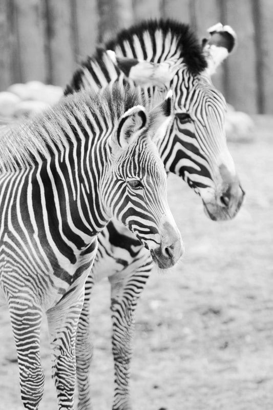 Zebras art photo print, nursery art wall decor, paper or canvas picture, black and white stripes, animal photography 8x10 11x14 16x20 20x30