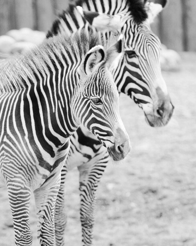 Zebras art photo print, nursery art wall decor, paper or canvas picture, black and white stripes, animal photography 8x10 11x14 16x20 20x30