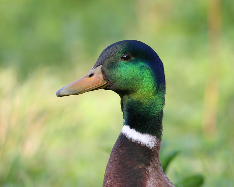 Drake Mallard, duck photo print, nature photography, bird picture, green wall art, paper or canvas home decor, 5x7 8x10 11x14 to 16x20 16x24