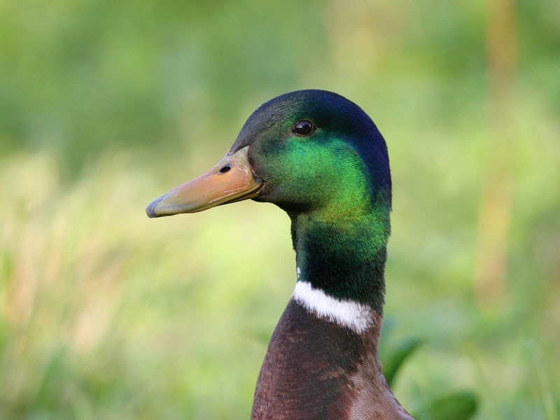 Drake Mallard, duck photo print, nature photography, bird picture, green wall art, paper or canvas home decor, 5x7 8x10 11x14 to 16x20 16x24