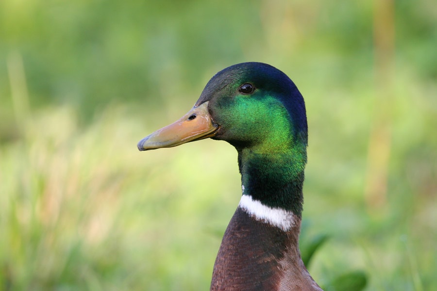 Drake Mallard, duck photo print, nature photography, bird picture, green wall art, paper or canvas home decor, 5x7 8x10 11x14 to 16x20 16x24