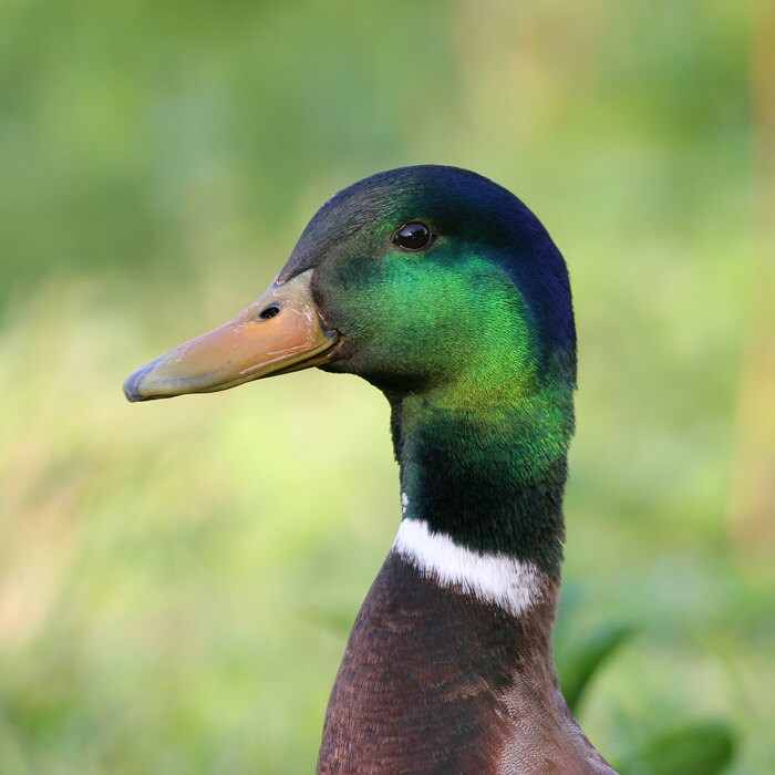 Drake Mallard, duck photo print, nature photography, bird picture, green wall art, paper or canvas home decor, 5x7 8x10 11x14 to 16x20 16x24