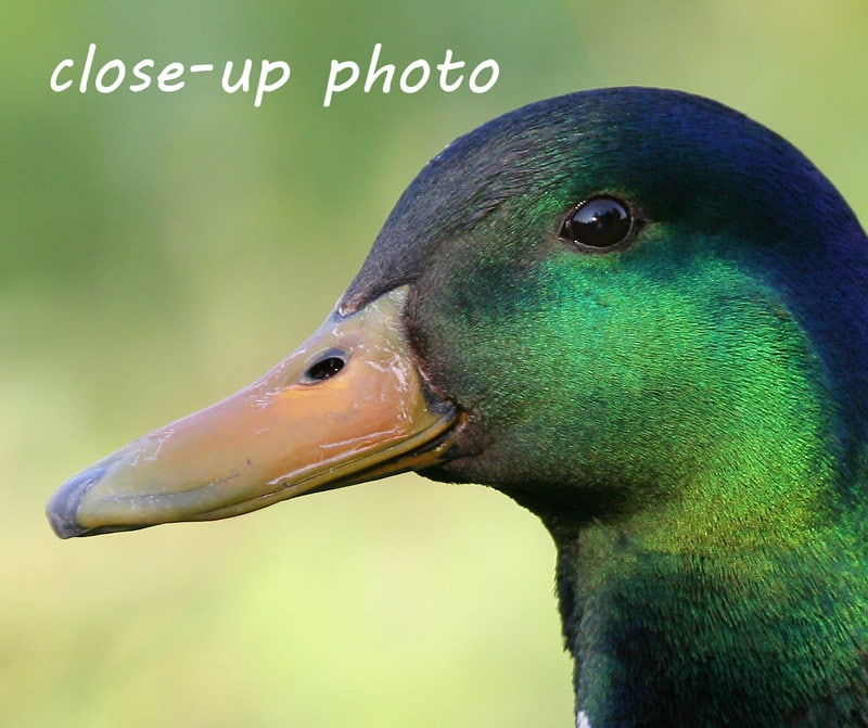 Drake Mallard, duck photo print, nature photography, bird picture, green wall art, paper or canvas home decor, 5x7 8x10 11x14 to 16x20 16x24